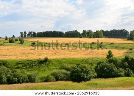 dry wheat field on the green hillside with forest line on horizon copy space