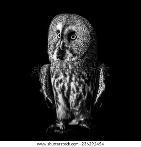 Owl black and white picture
