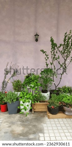 There are various flower pots under the light purple wall. It grows well in the shade, out of sunlight. Looking at plants makes me feel fresh. Korea.