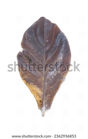 a photography of a leaf with a tiny snail crawling on it, ladybird beetle on a leaf in the snow.
