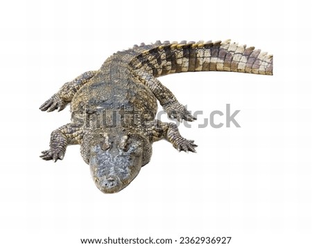 a photography of a large alligator with its head above the ground, crocodylus niloticus, a large crocodile with a long tail.
