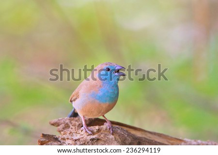 Blue Waxbill - African Wild Bird Background - Colorful Nature and Tranquil Father Time