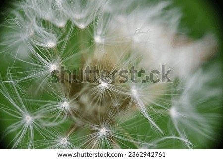 parts of wild flowers that easily fly in the wind