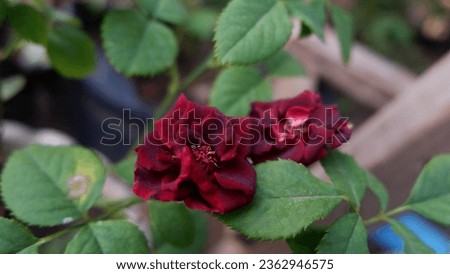 red roses and fresh green leaves blooming in the garden