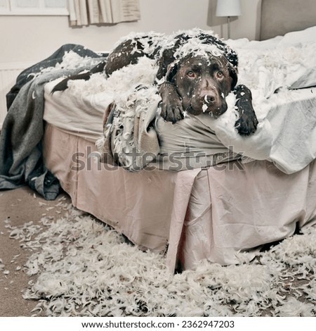 Dog on Bed Covered in shredded pillow Royalty-Free Stock Photo #2362947203