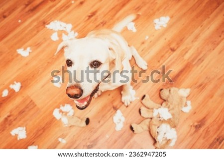 cute dog smiling next to shredded toy Royalty-Free Stock Photo #2362947205