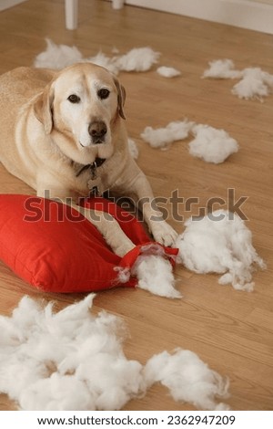 Dog tearing stuffing out of a pillow Royalty-Free Stock Photo #2362947209
