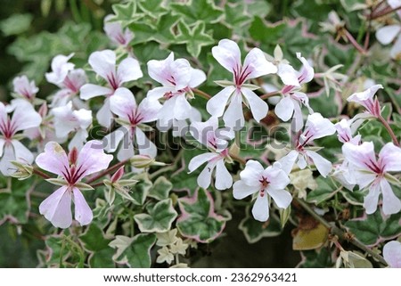 Pink and white ivy geraniums in flower.  Royalty-Free Stock Photo #2362963421