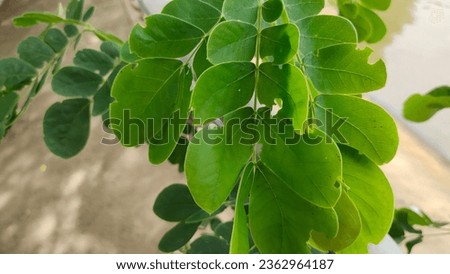 Green leaves, leaves of the rain tree