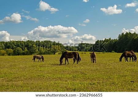 masurian landscape near Glaznoty in Poland