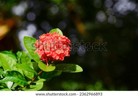 A Bunch Of Thetti Poovu, Or  Ixora coccinea Flower With Blurred Dark Green Background. Ixora Coccinea Is A Species Of Flowering Plant In The Family Rubiaceae.