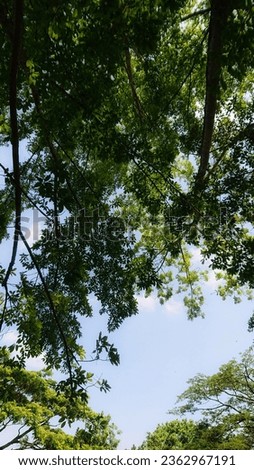 In the afternoon, take shelter under a large and shady tree, cool under the tree while enjoying the beautiful scenery of green leaves and blue sky.