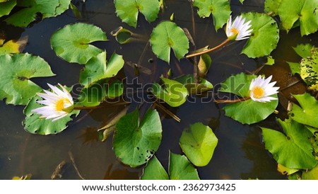 White lotus flower Blooming flowers background on green background of leaves and pond