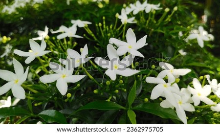 Gardenia. jasminioides, is a small perennial plant. It is a short bush with white flowers in full bloom. Royalty-Free Stock Photo #2362975705