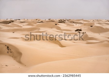 Sand dunes in the Senek desert in the Kazakh desert, desert sand texture for background Royalty-Free Stock Photo #2362985445