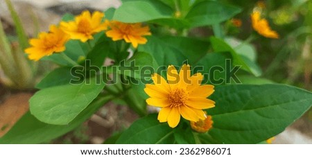 Beautiful Melampodium Divaricatum or butter daisy flower with yellow color and small size background