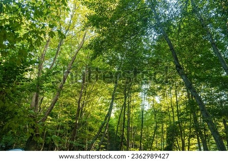 Camping and nature pictures, beautiful forest, trees, plants, natural patterns photos 