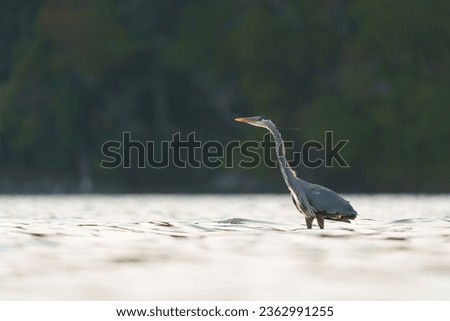 Great blue heron fishing at seaside, a very common waterside bird in north america. Royalty-Free Stock Photo #2362991255