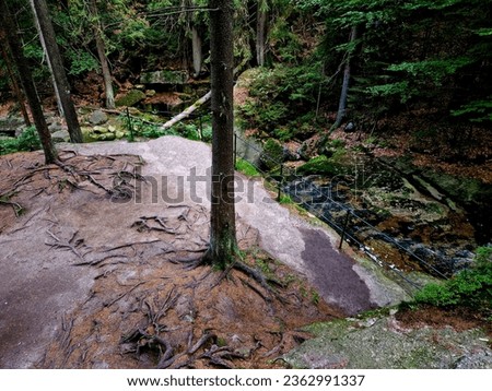 exposed tree roots on a rock. rocky outcrops and a lot of tourist traffic destroy the roots and erode the soil. the water then washes everything away. there is a risk of overturning the tree