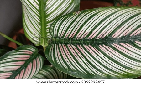 Colors and leaf patterns of Calathea ornata