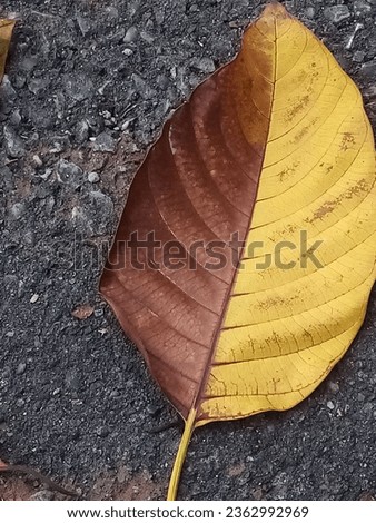 in this picture is a two Color leaf