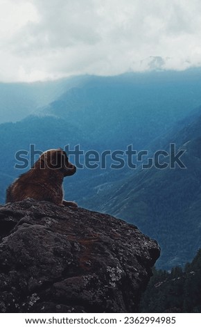 A cute dog staring at the breathtaking mountain of Bhutan. This picture was clicked on the way to Tiger's nest, Bhutan