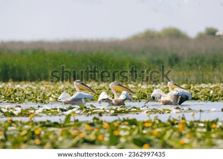 A flock of pelicans peacefully floating on the water in the diverse Danube Delta ecosystem environment conservation eco