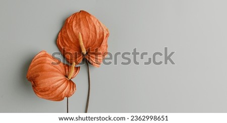 Autumn colors still life minimal style photo, top view vivid orange flower calla on grey colored background, wide banner Minimal aesthetic floral design flat lay. Two Stylish Dried autumnal flowers