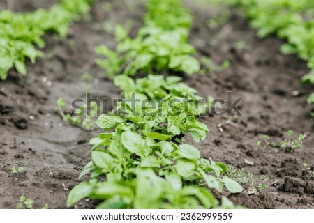 Green bushes of potato plant grow in the garden. Photography, nature, growing food, agriculture.