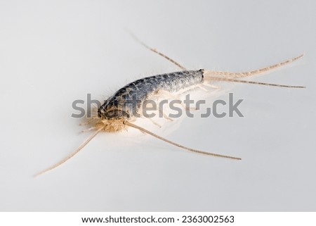 Macro photo of a Gray silverfish (Ctenolepisma longicaudatum) on a white background