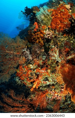 Coral Reef in Misool, Raja Ampat. West Papua, Indonesia