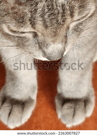 Cat Paws, Close up Picture