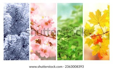 Four seasons of year. Set of vertical nature banners with winter, spring, summer and autumn scenes. Nature collage with seasonal scenics. Copy space for text