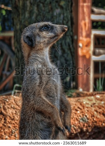 A cute meerkat is looking into the distance. Close-up profile of a meerkat.


