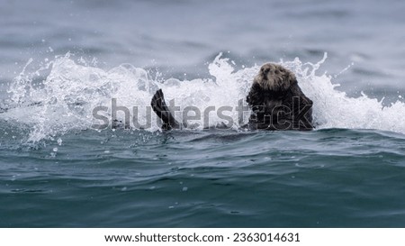 Monterey Bay Sea Otter Riding Waves