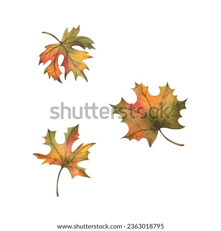 Autumn orange maple leaves three different. Hand drawn watercolor illustration. Set of isolated objects on a white background.