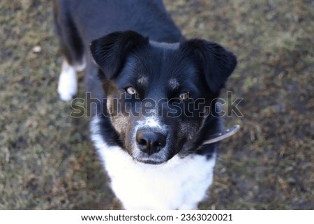 Detail picture of Border Collie mixed with Husky with white stains standing at the dry grass with concentrated view