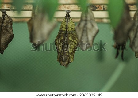 Picture of a butterfly pupa with very beautiful structures on it.