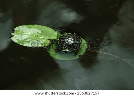 Picture of a turtle with yellow temples caught on a green waterlily in the water.