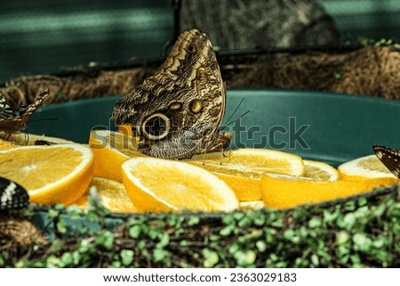 A picture of a species of caligo owl butterfly caught on a green background while eating an orange.