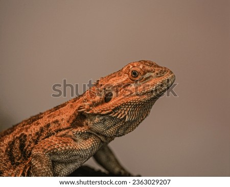 Picture of the bearded agama reptile under a red light from which it heats up. The reptile is a beautiful species with very sharp needles.