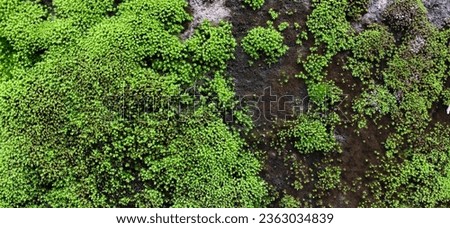 Photo of a wet and mossy wall surface, very suitable for backgrounds and wallpaper.