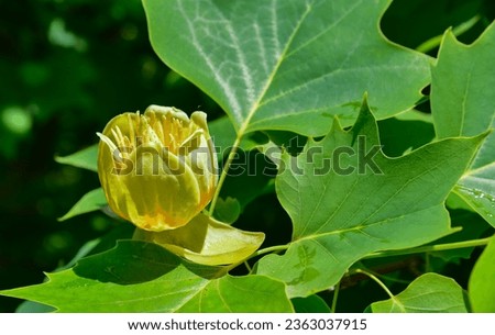 Liriodendron tulipifera - Yellow flowers on a background of green leaves, botanical garden in Ukraine