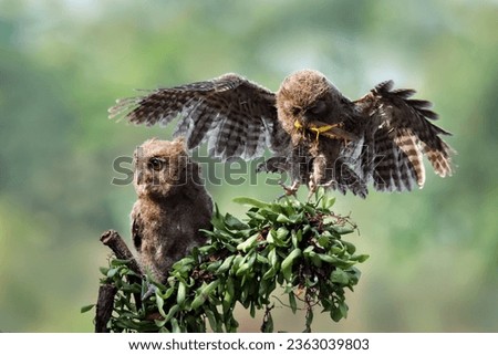 Eurasian scoop owl perched on a wooden branch after hunting insects, a couple Eurasian scoop owl on tree, Eurasian scoop owl closeup