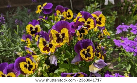 Pansy's within a English Garden Royalty-Free Stock Photo #2363041717