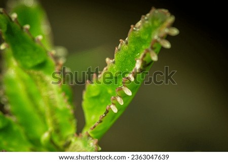 A macro picture of a Kalanchoe plant leaf covered in droplets