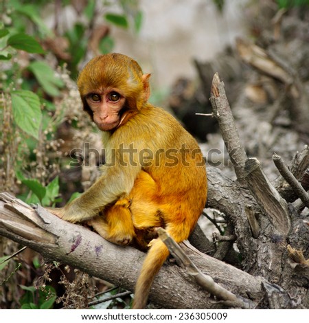 baby monkey on a tree