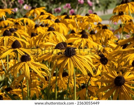 Black-eyed Susan, Orange coneflower (Rudbeckia fulgida var sullivantii) 'Goldsturm' flowering with yolk-yellow black-eyed flowers in bright sunlight in autumn