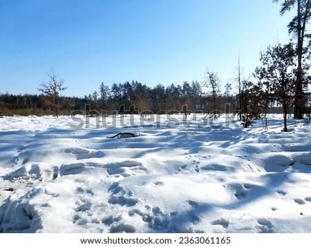 In the winter forest, there are many tracks of various animals and people in the snow between the trees