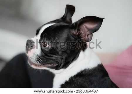 Boston Terrier dog portrait. Her head is in profile. Her ears are up.